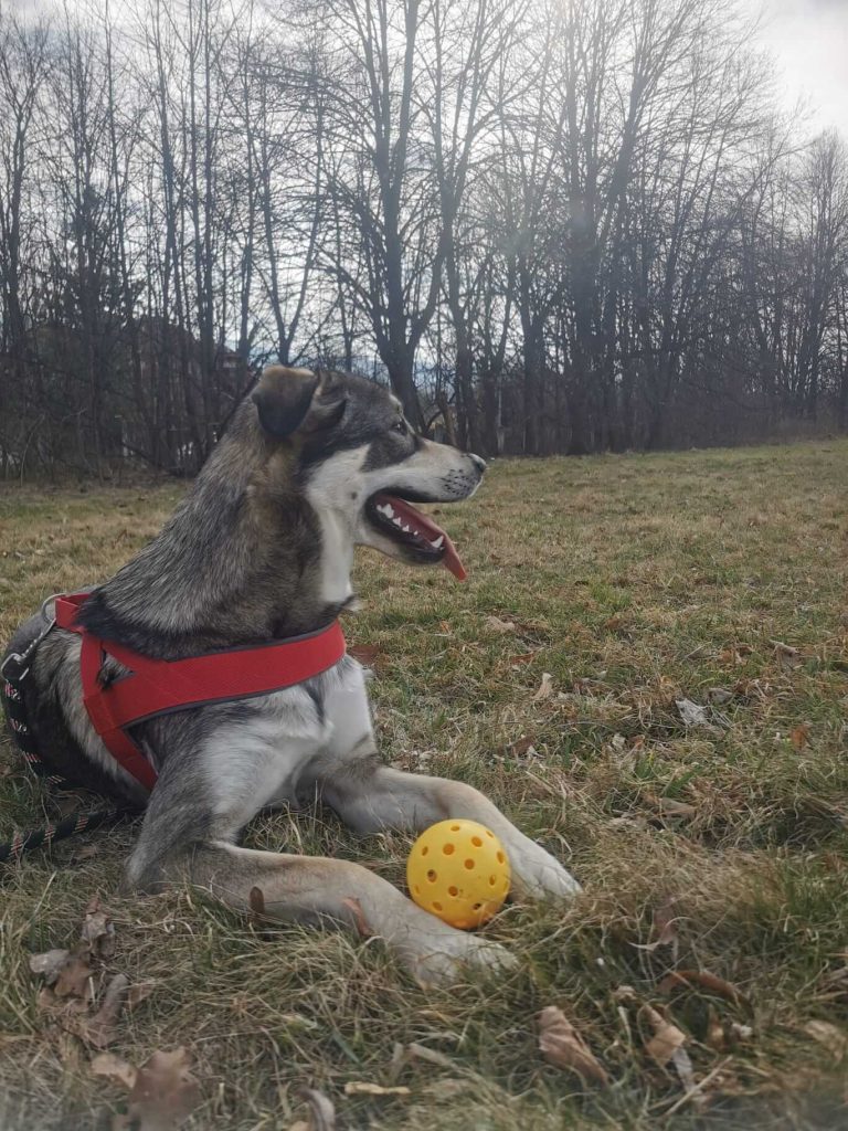 skad-sie-wziela-nazwa-pickleball